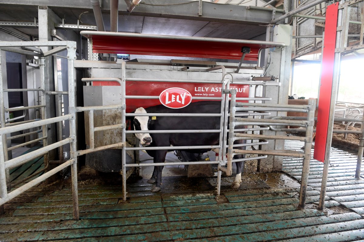 De koeien worden gemolken in twee van deze A4-melkrobots van Lely. De arbeidsbesparing en de flexibiliteit spreken Miltenburg zeer aan. De koeien waren er ook snel aan gewend. De veehouder noteert 2,6 melkingen per dag.