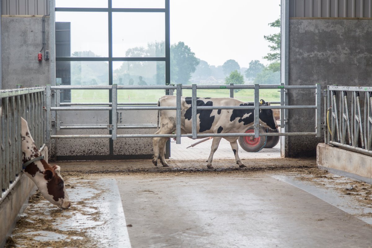 Achter in de stal is op de voergang een vaste doorsteek gemaakt, zodat de koeien gemakkelijk van de ene naar de andere stalzijde kunnen lopen.
