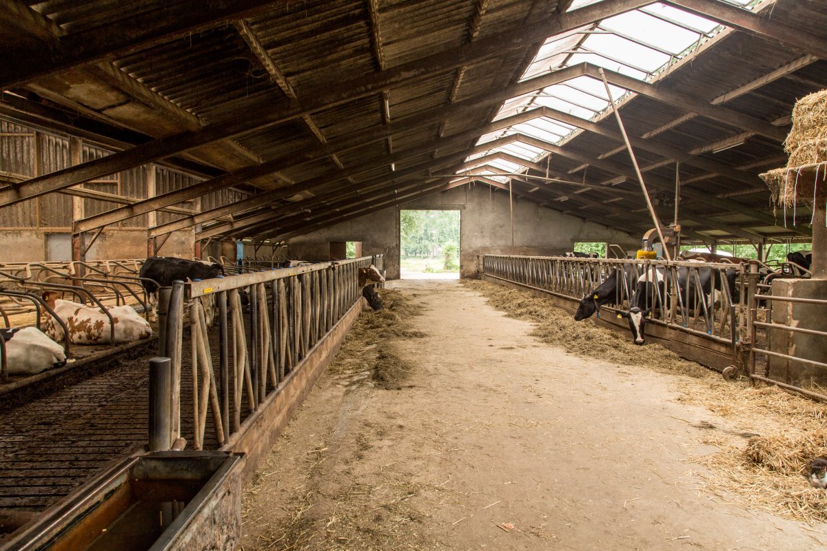 Een overzicht van de oude ligboxenstal. Hier zijn de droge koeien gehuisvest. "Als het budget minder leidend was geweest, had ik deze dieren graag in de nieuwe stal gehad. Dan waren de looplijnen een stuk korter geweest", aldus Nagelhoud.