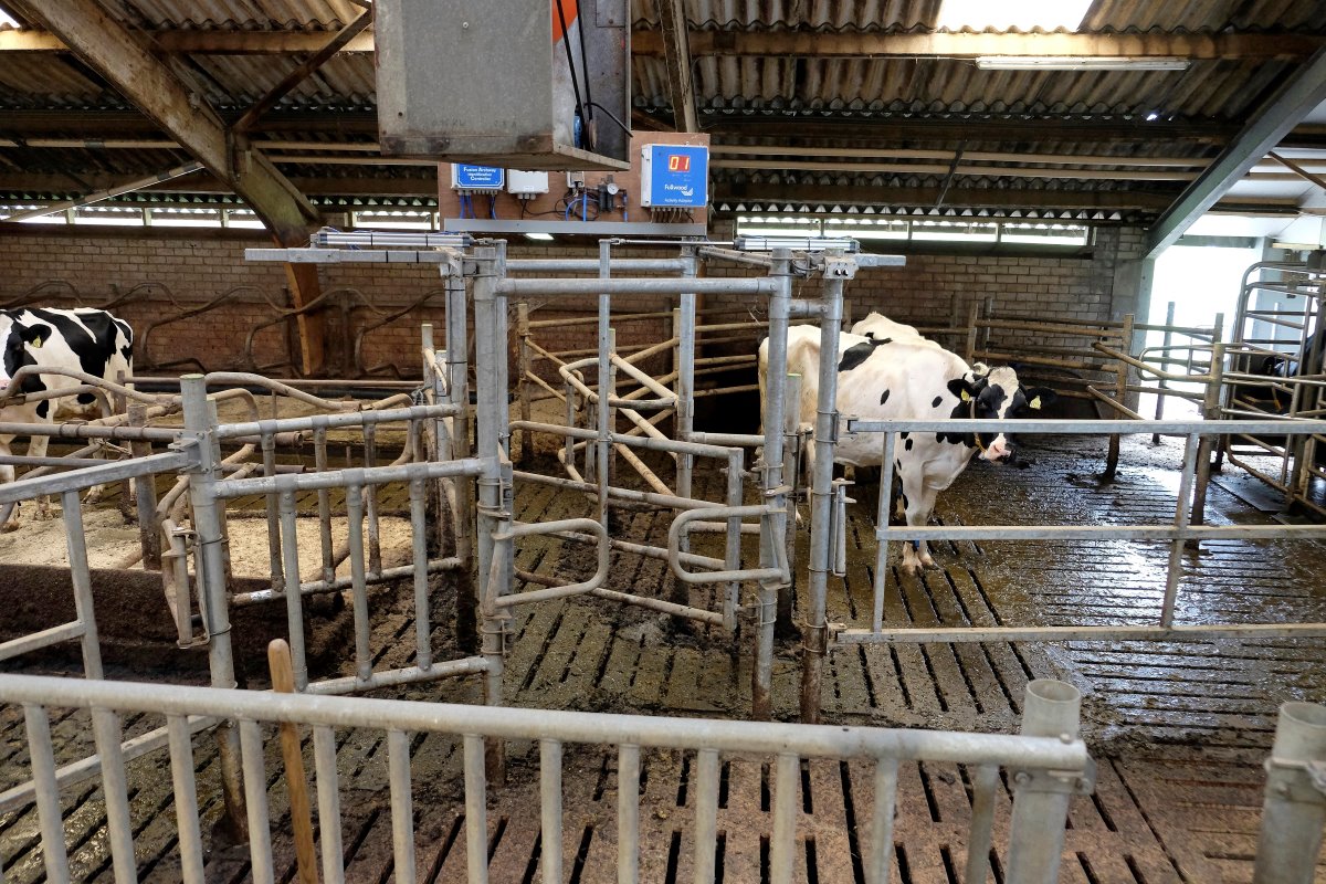 De separatieruimte wordt gebruikt voor droogzetten, ki, bekappen of behandelen. Er is plek voor ongeveer vijf koeien. Boxen zijn er niet.