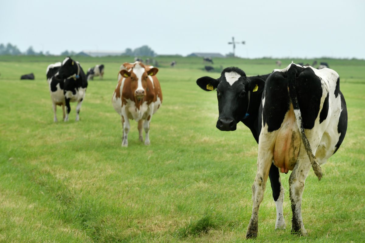 Dit jaar kocht Kalverboer fosfaatrechten voor 9 koeien. Ook kwam er een paar hectare van een buurman vrij. Er is nu echter een nieuwe beperking: de stand still van FrieslandCampina. Kalverboer mag niet meer produceren dan vorig jaar. Wederom zuur.
