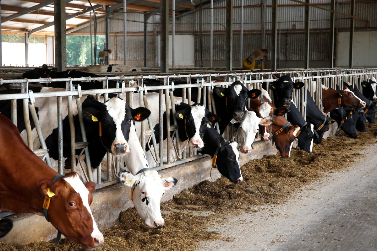 In combinatie met de nieuwe melkcarrousel boekt van Haeren goede resultaten. De melkproductie steeg in 2 jaar tijd van 8.500 tot 9.000 liter, terwijl het celgetal enorm omlaag ging. Dat is nu 100 en voorheen was dat gemiddeld wel drie keer zoveel.