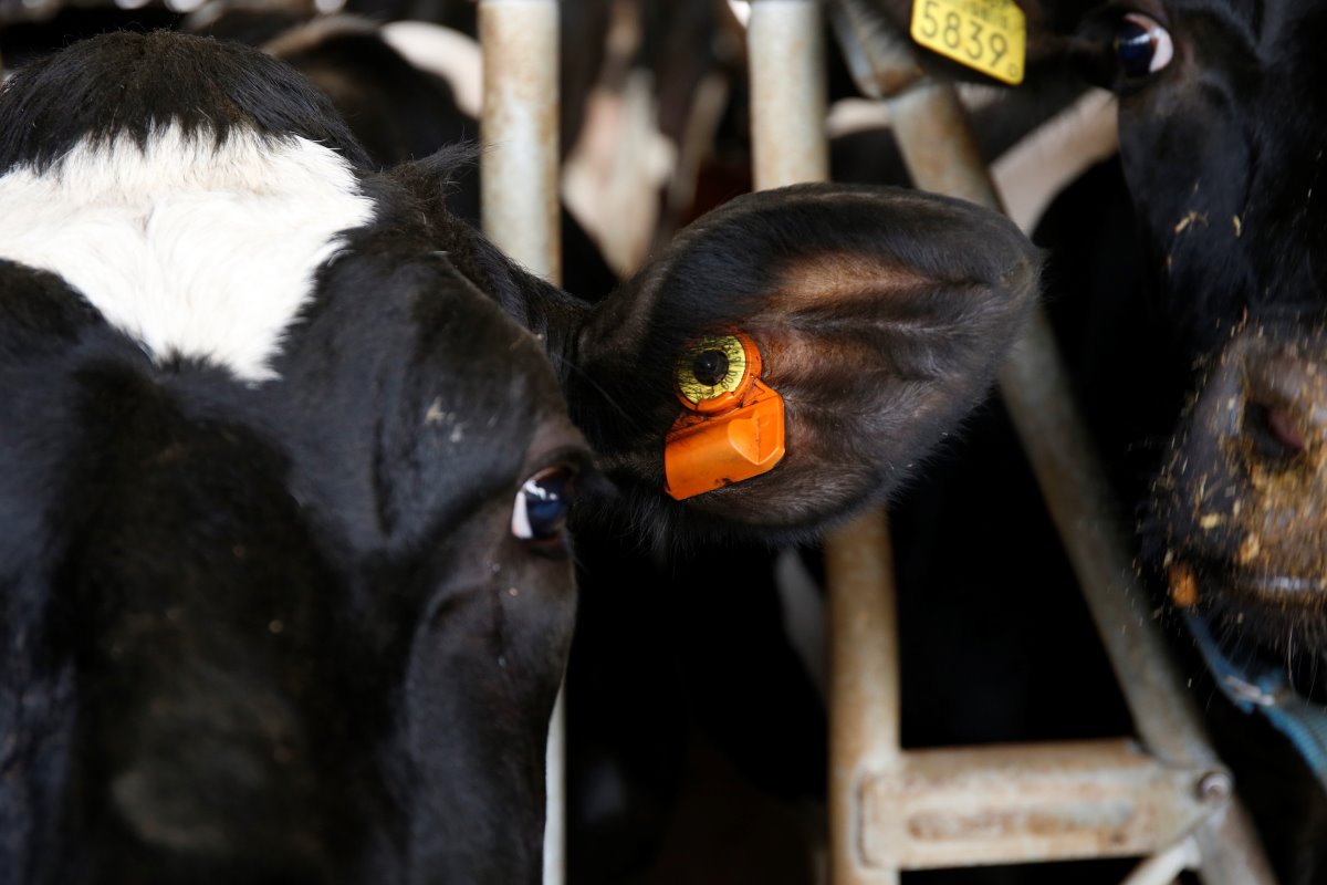Alle koeien hebben een oorsensor. Via CowManager kan van Haeren de dieren heel precies monitoren.