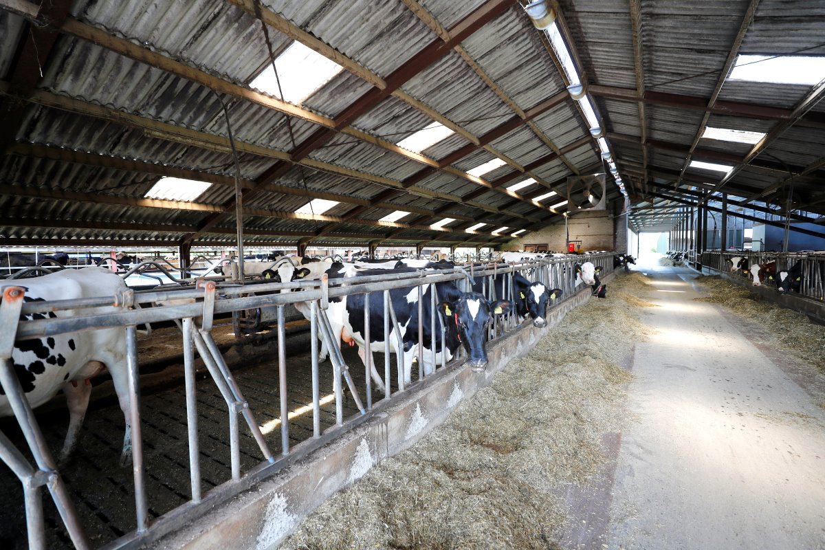 Een overzicht in de oude stal. Het verschil met de nieuwe stal is groot. Qua ventilatie, licht én ruimte zijn de koeien er flink op vooruitgegaan.