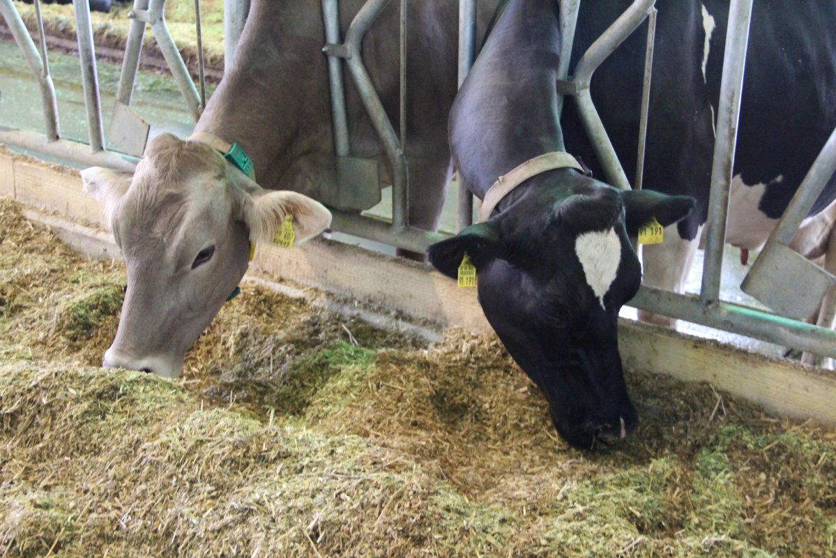 Het voerrantsoen voor de hoogproductieve koeien bestaat voor 60% uit mais en 40% uit gras, aangevuld met gehakseld stro, koolzaad- en sojaschroot, mineralen en krachtvoer. Afgestemd op de productiegroepen worden de TMR-rantsoenen met de voermengwagen gedoseerd.