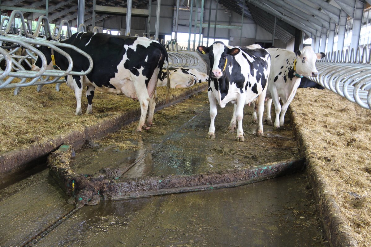 De koeien lopen op rubberen matten. De mest gaat zesmaal daags naar de biogasinstallatie.