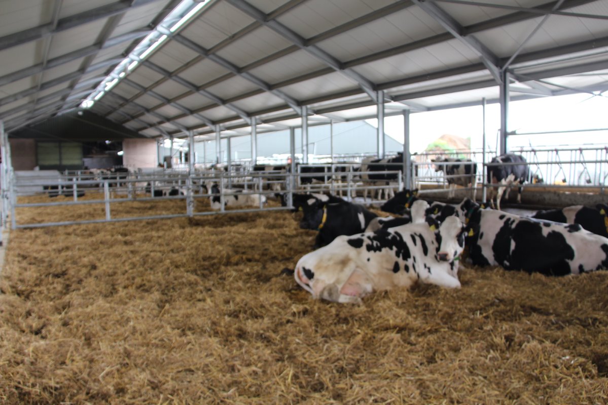 Achter de melkstal is een aparte stal gebouwd voor de zorgkoeien en waar de koeien rustig kunnen afkalven.