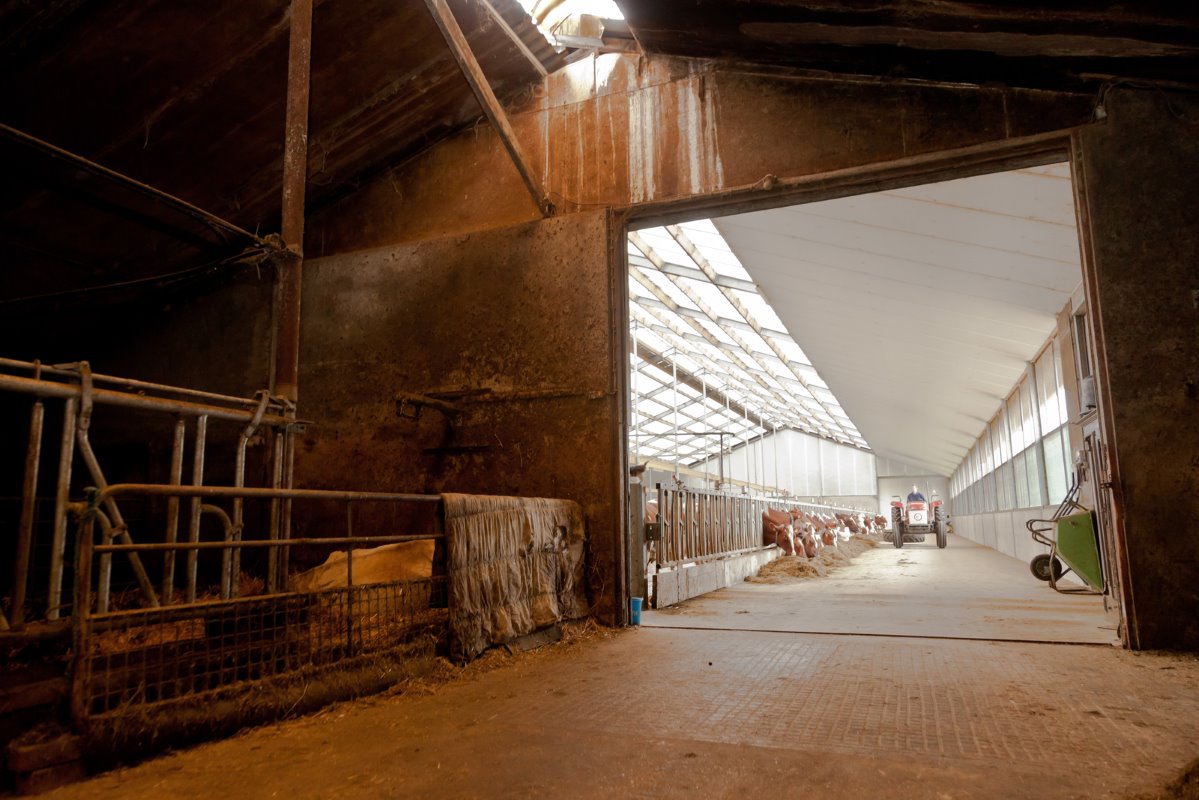 De oude stal loopt over in de nieuwe. Daardoor is de voergang nu liefst 85 meter lang. In dit oude staldeel zijn het jongvee en de droge koeien gehuisvest. Let ook op het grote verschil in licht.