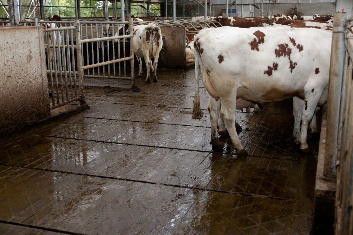 De koeien lopen op een dichte, emissiearme Altez-vloer met om de 1,15 meter een mestdoorlaat. De ammoniakuitstoot is berekend op 8,1 kg per jaar bij opstalling. De koeien lopen er prima op. Ze hebben veel grip en rennen soms door de stal.
