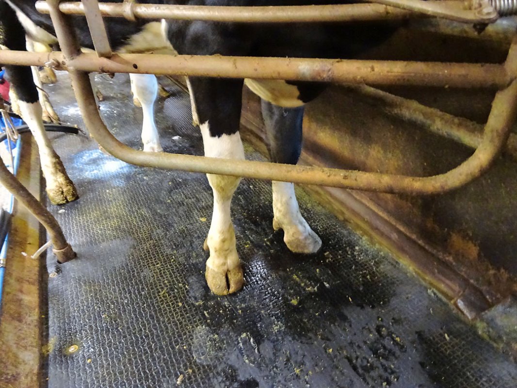 Veel personeel is ook nodig, want de koeien worden 3 keer per dag gemolken. Hier is te zien dat de dieren in de 2x19 op een rubber vloer lopen. Zo hebben ze meer grip.