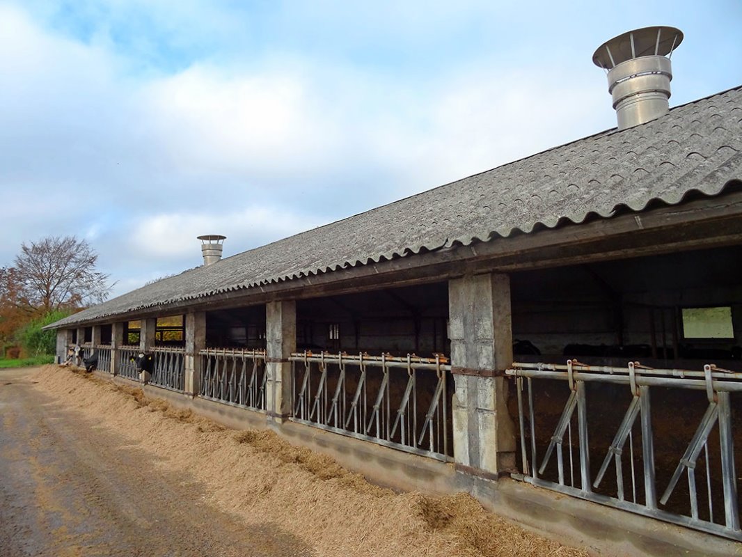 De droge koeien zijn in een tweede stal gehuisvest.