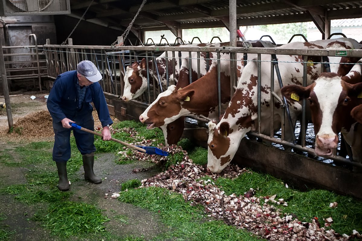 De koeien van Kolen produceren gemiddeld 8.500 liter melk met 4,80 procent vet en 3,80 procent eiwit. "Voordat we bieten voerden, waren de gehaltes aanzienlijk lager, die lagen toen op 4,25 procent vet en 3,45 procent eiwit."